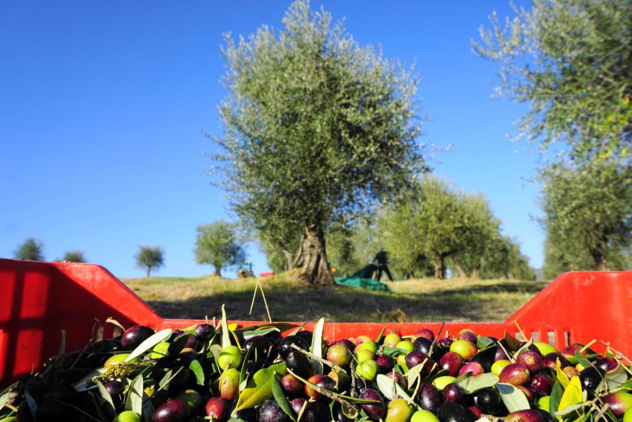 Villa Fattoria Lornano Winery à Monteriggioni Extérieur photo